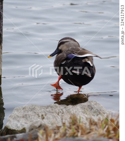水辺で遊んでいる一羽のカモ 124117913