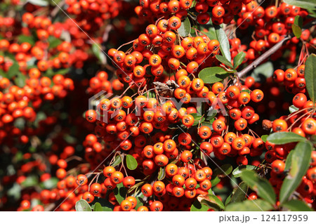 トキワサンザシ トキワサンザシ 124117959