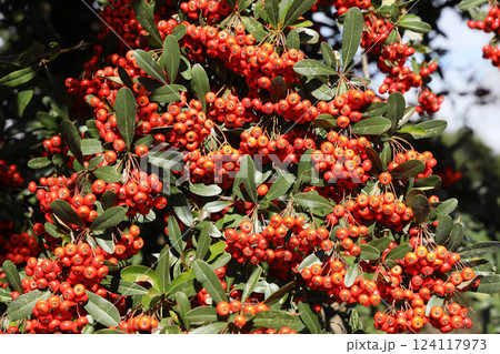 トキワサンザシ 124117973