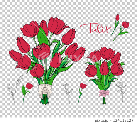 鮮紅的鬱金香花束-彩色和線描鬱金香的插圖 124118127