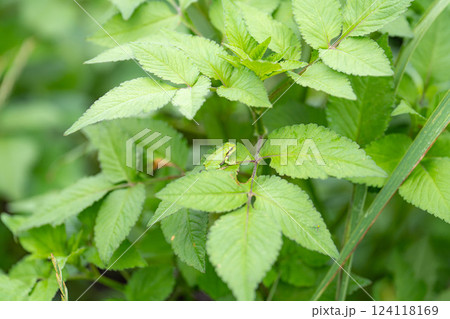 【梅雨素材】葉っぱに乗っかるアマガエル【長野県】 124118169
