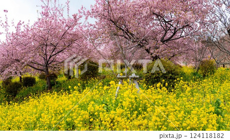 まつだの春 河津桜と菜の花のコラボ 西平畑公園 足柄上郡 神奈川県 日本 まつだの春 河津桜と菜の花のコラボ 西平畑公園 足柄上郡 神奈川県 日本 124118182