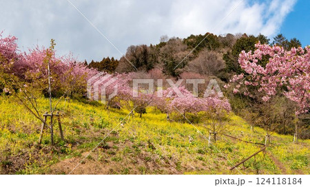 まつだの春 河津桜と菜の花のコラボ 西平畑公園 足柄上郡 神奈川県 日本 まつだの春 河津桜と菜の花のコラボ 西平畑公園 足柄上郡 神奈川県 日本 124118184