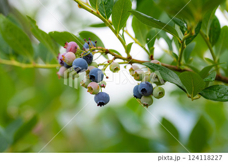 【果実素材】木に生っているブルーベリー【長野県】 【果実素材】木に生っているブルーベリー【長野県】 124118227