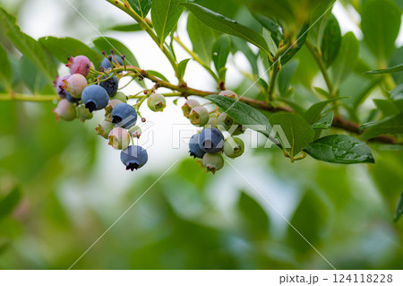 【果実素材】木に生っているブルーベリー【長野県】 124118228