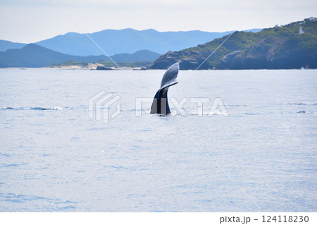 ホエールウォッチング 座間味島沖 ホエールウォッチング 座間味島沖 124118230