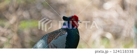 庭に現れたキジ 庭に現れたキジ 124118338