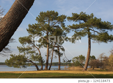 Nature scene at Pin et Plage in Lac Sanguinet, Gironde, France showcasing tranquil waters and trees 124118473