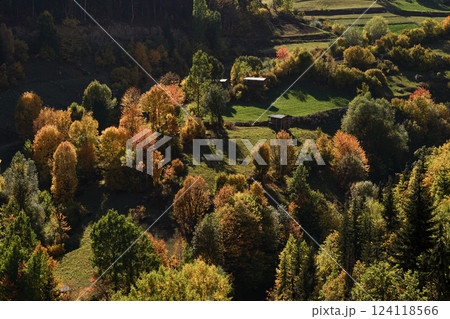 Image of a forest full of trees decorated with autumn colors. 124118566