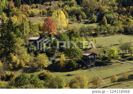 Image of a forest full of trees decorated with autumn colors. 124118568