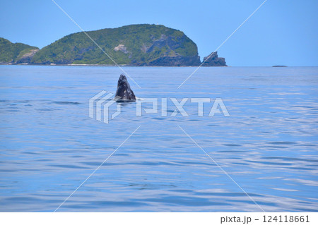 ホエールウォッチング　座間味島沖 124118661