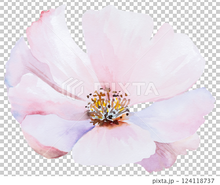 Watercolor pink blush peony flower isolated illustration, pastel romantic floral wedding element 124118737