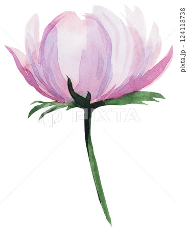 Watercolor pink blush peony flower isolated illustration, pastel romantic floral wedding element 124118738