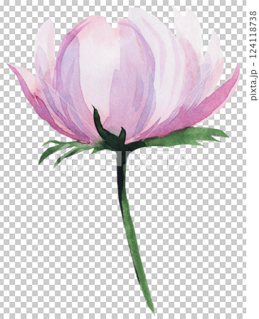 Watercolor pink blush peony flower isolated illustration, pastel romantic floral wedding element 124118738