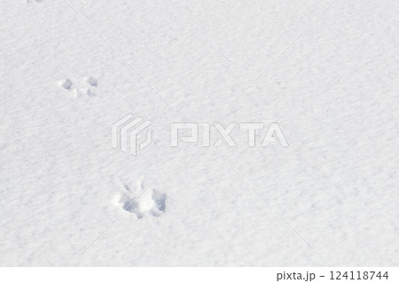 冬　雪の上に残されたエゾリスの足跡　 124118744
