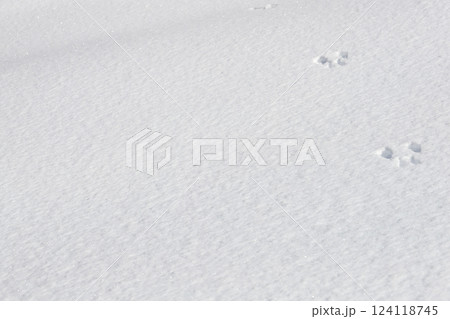 冬　雪の上に残されたエゾリスの足跡　 124118745