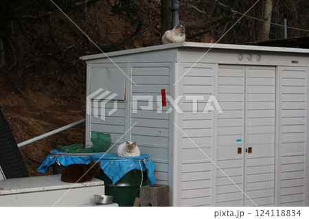 瀬戸内の島の猫 瀬戸内の島の猫 124118834