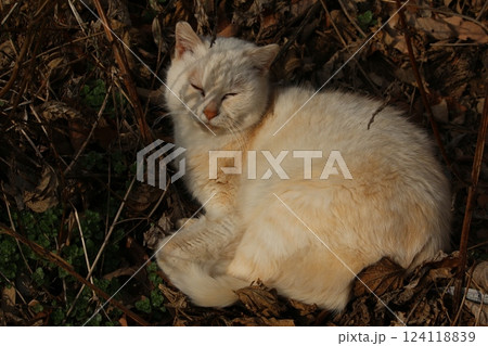 瀬戸内の島の猫 瀬戸内の島の猫 124118839