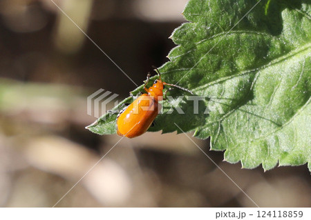 ウリハムシ ウリハムシ 124118859