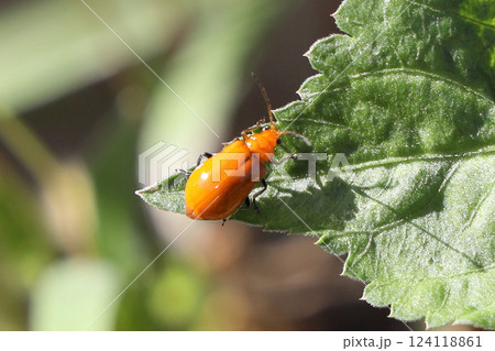ウリハムシ 124118861