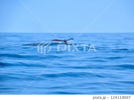 ホエールウォッチング　座間味島沖 124119097