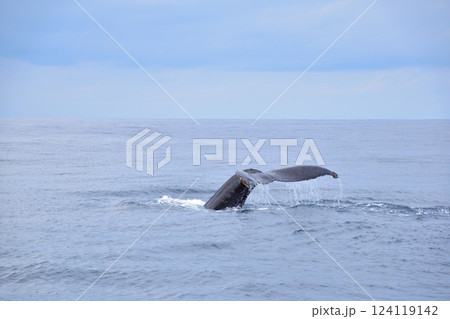 ホエールウォッチング 座間味島沖 ホエールウォッチング 座間味島沖 124119142