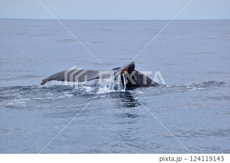 ホエールウォッチング 座間味島沖 ホエールウォッチング 座間味島沖 124119143