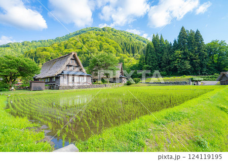 【世界遺産】初夏の五箇山・菅沼合掌造り集落【富山県】 124119195