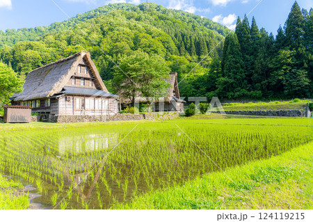 【世界遺産】初夏の五箇山・菅沼合掌造り集落【富山県】 124119215