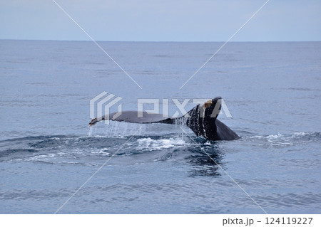 ホエールウォッチング　座間味島沖 124119227