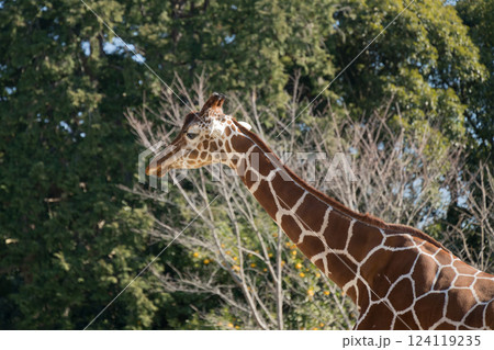 冬のアミメキリン 124119235