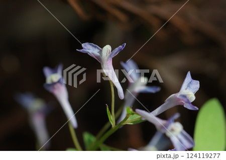 ミチノクエンゴサクの花 ミチノクエンゴサクの花 124119277