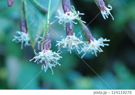 コウヤボウキの花 コウヤボウキの花 124119278
