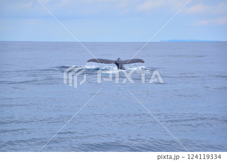 ホエールウォッチング　座間味島沖 124119334