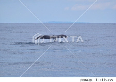 ホエールウォッチング 座間味島沖 ホエールウォッチング 座間味島沖 124119359