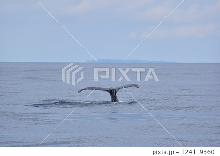 ホエールウォッチング　座間味島沖 124119360