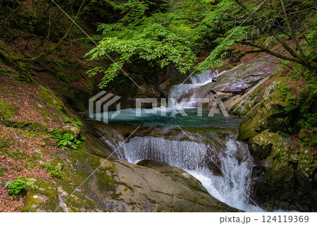 【初夏素材】新緑の西沢渓谷【山梨県】 124119369