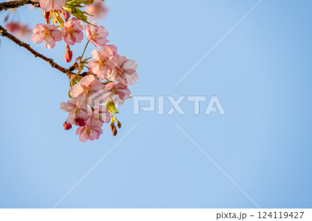 青空に映える河津桜 青空に映える河津桜 124119427