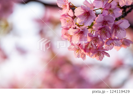 春の訪れを告げる満開の河津桜 春の訪れを告げる満開の河津桜 124119429