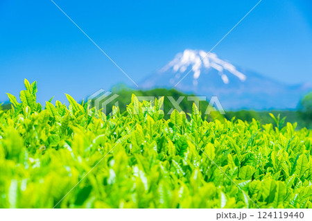 【新緑素材】新緑の茶葉・大淵笹場【静岡県】 124119440