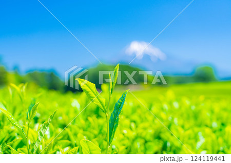 【新緑素材】新緑の茶葉・大淵笹場【静岡県】 【新緑素材】新緑の茶葉・大淵笹場【静岡県】 124119441