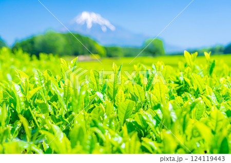 【新緑素材】新緑の茶葉・大淵笹場【静岡県】 【新緑素材】新緑の茶葉・大淵笹場【静岡県】 124119443