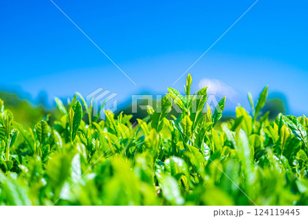 【新緑素材】新緑の茶葉・大淵笹場【静岡県】 124119445