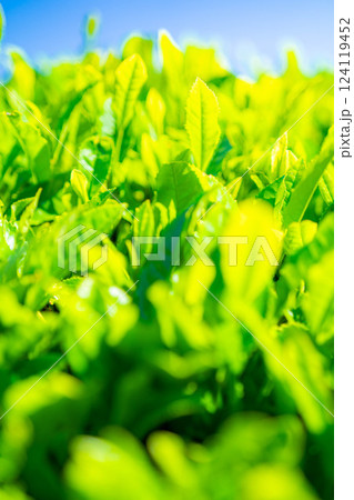 【新緑素材】新緑の茶葉・大淵笹場【静岡県】 【新緑素材】新緑の茶葉・大淵笹場【静岡県】 124119452