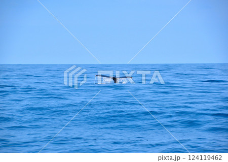 ホエールウォッチング　座間味島沖 124119462