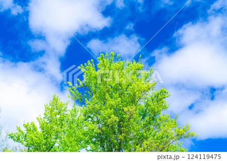 【初夏素材】新緑と青空【長野県】 【初夏素材】新緑と青空【長野県】 124119475