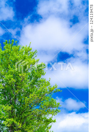 【初夏素材】新緑と青空【長野県】 124119478