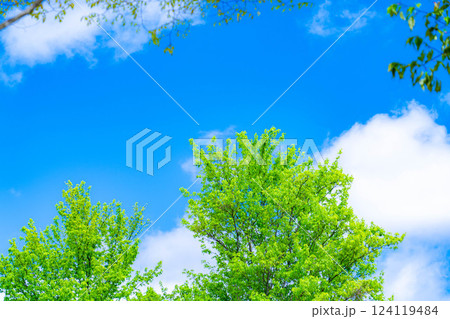 【初夏素材】新緑と青空【長野県】 124119484
