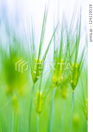 【新緑素材】青麦畑と青空【長野県】 【新緑素材】青麦畑と青空【長野県】 124119519