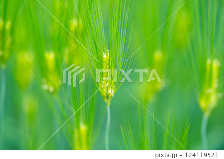 【新緑素材】青麦畑と青空【長野県】 124119521
